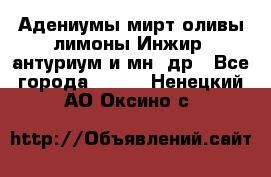 Адениумы,мирт,оливы,лимоны,Инжир, антуриум и мн .др - Все города  »    . Ненецкий АО,Оксино с.